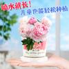 Plantando Pequenos Vasos Presente Gato Grama Sementes de Hortelã Desktop Planta Verde Mini Criativo Vaso Girassol Morango Plantio