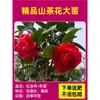 Camelia Xiangfei en maceta con brotes, flor roja de cinco colores, fácil de cultivar en interiores, florece en cualquier estación.