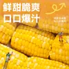 Milho em pedaços de frutas Dianpinke de Yunnan pronto para comer, não requer cozimento, grão integral, café da manhã de estudante, palitos de milho frescos, doces e crocantes