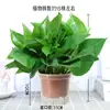 Rábano Verde en Maceta Flor de Interior Planta Verde con Lianas Largas y Hojas Grandes, Adecuado para Todas las Estaciones, Cultivo Hidropónico en Suelo para Oficina y Sala de Estar