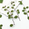 Lámpara de mesa con relieve de hoja real Chiba Chlorophytum Bryophyllum planta vela espécimen flor seca marcapáginas martingale flor seca decorativa