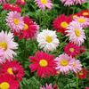 Sementes de Centáurea Perene no Atacado de Várias Regiões, Sementes de Dianthus Multicolores, Flores Medicinais, Flores de Trigo Gigantes, Sementes para Jardinagem
