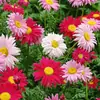 180 Variedades de Sementes de Flores Não Repetitivas, Fáceis de Cultivar em Todas as Estações, Podem Afastar Mosquitos, Adequadas para Varandas Internas e Externas, Distribuição Transfronteiriça