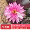 Planta hidropónica de nenúfar con envío directo, loto cultivado en agua durante todo el año, flor de loto en maceta, estanque de agua, nenúfar grande, raíz.