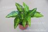 Acessórios artificiais da parede da planta da folha do pavão que projetam a decoração verde da paisagem Wannianqing a folha pequena do taro da rosa verde da decoração dos bonsais