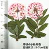 Pequeñas flores secas con ramas, venta al por mayor, paquete de material de bricolaje, parterre de flores, flor real, muestra de planta, marcapáginas en relieve, marco de fotos