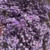 Flores secas gypsophila preservadas mais vendidas, buquê grande multicolorido, flores frescas para decoração de casa, atacado de flores artesanais DIY