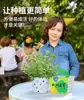 Criação Engenhosa: Plantio Infantil de Sementes de Girassol em Vasos, Observação de Impatiens e Cosmos por Estudantes, Pequenas Plantas para Varanda