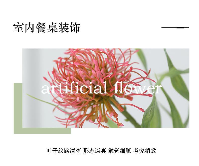 单枝6叶针垫花_11.jpg