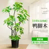 Forma Pie de Pato Madera Sala de Estar Maceta Grande Planta Verde Interior Sala de Estar Grande de Pie Flor Real Pila Vieja Pie de Pato Madera