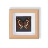 Especimen de Mariposa Real Producto Terminado Regalo Decoración Pintura Decorativa Día de San Valentín Regalo de Cumpleaños para Niñas Especimen de Insecto Creativo