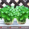 Planta Hidropônica de Centella Asiática em Vaso, Planta Aquática de Folhas Grandes para Aquário, Planta Fácil de Cuidar para Mesa de Escritório ou Varanda