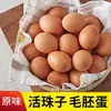 Envío Gratis Piezas Cuentas Vivas Huevos de Cielo Huevos de Embrión de Pollo Fresco Huevos Cocidos Huevos Locales Huevos Felices Cuentas Vivas Huevos de Fénix Henan