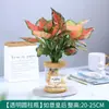 Plantas Hidropónicas Favoritas de los Agricultores Bonsái de Escritorio Plantas Verdes Planta Roja de la Suerte Plantas Pequeñas en Maceta Escritorio de Oficina Plantas Verdes Pequeñas Fáciles de Cuidar