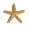 Personalidad transfronteriza simple moda aleación estrella de mar todo partido broche playa marina ocio estilo vacacional mujer