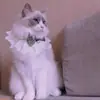 4 Peças de Gola de Renda para Cachorros Gatos, Gola Princesa Ajustável Macia com Laço de Veludo e Pérola, Adereço Fofo para Fotos de Pets para Todas as Estações