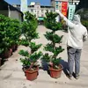 Mudas de Bonsai de Tronco de Árvore Perene de Quatro Estações Plantas de Interior Ginseng Banyan Ficus de Folha Pequena Árvore em Vaso Novo Trigo Artificial Resistente ao Frio Taibo