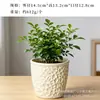 Vaso de Cerâmica para Flores Transfronteiriço Grande Estilo Creme Orquídea Borboleta Vaso Especial Respirável Doméstico Planta Verde Suculenta Orquídea Planta em Vaso