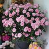 Balcón de Jugo Planta en Maceta Rosa con Capullos Florece Todo el Año Flor de Rosa Rosales Fáciles de Cultivar con Aroma Frutal