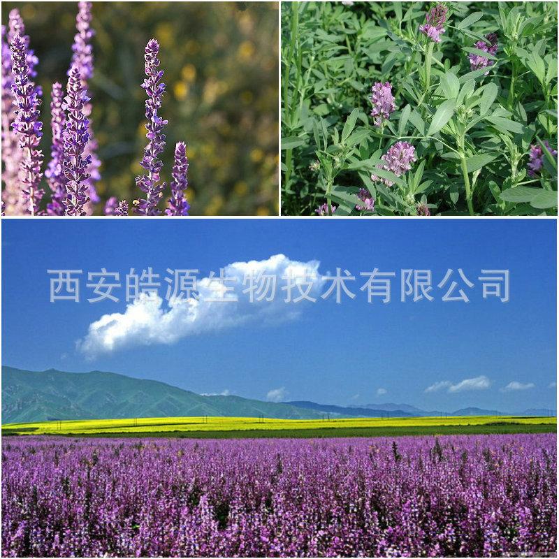 香紫苏