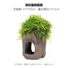 Aquário Musgo Terrário Planta Aquática Paisagismo Planta Real Tanque de Esconderijo para Peixes e Camarões Casa de Camarão Pequeno Ornamento Casa de Esconderijo para Criação de Peixes Pequenos