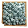 Chá Pu'er de Yunnan Atacado 2024 Fenghuang Wo Chá de Árvore Velha Chá Cru Longzhu Xiaotuo Chá 500g Pó