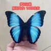 Venta Directa al Por Mayor de Fábrica de Especímenes Reales de Mariposas con Alas Extendidas, Diversos Insectos y Escarabajos, Accesorios para Fotos, Educación Científica, Especímenes Naturales