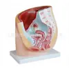Venta directa Anatomía transversal femenina 1 pieza sistema reproductivo femenino modelo pélvico femenino modelo médico