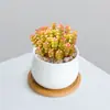 Combinación de Plantas Suculentas Pequeñas en Maceta para Interiores Suculentas Fáciles de Cuidar Plantas Verdes de Escritorio Flores con Maceta Paquete para Principiantes