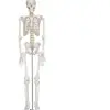 Modelo de Esqueleto Humano para Adultos com Pontos de Origem e Inserção Muscular e Ligamentos Modelo de Ensino