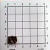 Accesorios de Hongos Simulados, Juguetes de Comida para Mini Escenas, Accesorios de Decoración DIY de Hongo Negro, Decoraciones para Paisajismo de Jardín