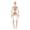 Juguetes para niños anatomía educación temprana simulación ósea 3D modelo de estructura ósea humana ensamblado órganos médicos materiales didácticos
