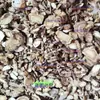 Mercado Mayorista de Medicina Herbal China Rodajas de Qianhu, Flores Blancas de Qianhu, Letras de Qianhu, Raíces de Qianhu Qianhu, Dos Tipos de Qianhu