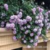 Base Wholesale Rosa Trepadora Forma en Maceta Florero de Rosas Enredadera Multi-Flor Casa de Rosas Patio Floración en el Mismo Año