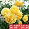 Plántulas de rosa, enredaderas trepadoras, plantas de floración de cuatro estaciones, enredadera, rosa, flor en maceta, flor extra grande, exterior, balcón, plantas verdes