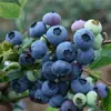 Mudas de Mirtilo F6 Esmeralda, Frutificação Dupla Temporada, Adequadas para Plantio em Regiões do Norte e do Sul, Mudas de Árvore Frutífera em Vasos Originais e Terra, Enviadas com Flores