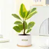 Ficus Dorado Tronco Viejo Ficus Rico con Forma Planta Verde Sala de Estar Hoja de Flor Árbol de Caucho en Maceta Planta de Interior Nórdica Oficina