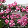 Base Wholesale Rosa Trepadora Forma en Maceta Florero de Rosas Enredadera Multi-Flor Casa de Rosas Patio Floración en el Mismo Año