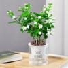 Dropshipping Plántulas de Jazmín en Maceta con Capullos Jiuli Xiang Pila Vieja Repelente de Mosquitos Hidropónico Gardenia Flor Verde de Cuatro Estaciones