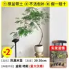 Plántulas de Banyan en Maceta Jacaranda Rojo Árbol Grande Plantas de Embellecimiento Sala de Estar Interior Plantas Verdes Paisajismo Árboles para Paisajismo de Puertas