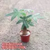 Árvore da Fortuna Grande Planta em Vaso para Sala de Estar, Bonsai de Interior com Tronco Grosso, Árvore que Atrai Fortuna para Escritório, Planta Verde que Aumenta a Prosperidade, Sempre Verde o Ano Todo