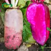 Piña Bella Morada Semillas de Rábano Fruta Semillas de Rábano Corazón Rojo Piel Roja Siembra Balcón Verdura en Maceta Semillas Todas las Estaciones