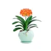 Orquídea Mariposa Monje Clivia Auténtica en Maceta Redonda con Capullos en la Sala de Estar y la Oficina Plántulas de Orquídea Florecen en Todas las Estaciones