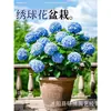 Planta de Hortensia en Maceta con Capullos de Flor, Plántulas de Flor Endless Summer, Flores para Todas las Estaciones, Balcón, Patio, Plantas Verdes de Interior en Flor