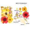 Bolsa de Flores Secas para Manualidades con Flores en Relieve, Marcapáginas de Flores en Relieve, Bolsa de Flores en Relieve, Material para Pintura en Relieve, Pegamento para Flores Reales, Hojas Secas
