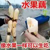 Plántulas de Raíz de Loto Rosa Henghu, Plántulas Frescas de Raíz de Loto, Plántulas de Raíz de Loto Rosa para Sopa de Hubei, Plántulas de Raíz de Loto, Plántulas de Raíz de Loto Henghu, Plántulas de Raíz de Loto Rosa