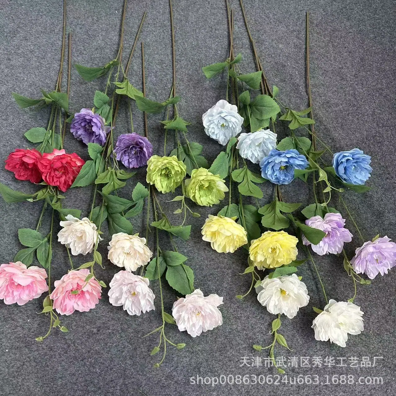 伊洛牡丹0