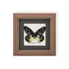 Raro Ornamento de Inseto Precioso Borboleta Pavão Espécime de Borboleta Azul Presente para Idosos, Amigos, Meninas Presente de Aniversário Moldura para Espécime de Borboleta