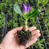 Planta de rosa del desierto auténtica de pétalos dobles en maceta, fácil de cuidar en interiores o en un balcón, florece todo el año, repele mosquitos y es resistente a la sequía.