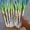 Semillas de Cebolleta Blanca y Verde de Crecimiento Rápido 90 Ruiyi King Kong, Semillas de Cebolleta Blanca Larga Resistentes al Frío y a las Heladas para Sobrevivir al Invierno, Verduras